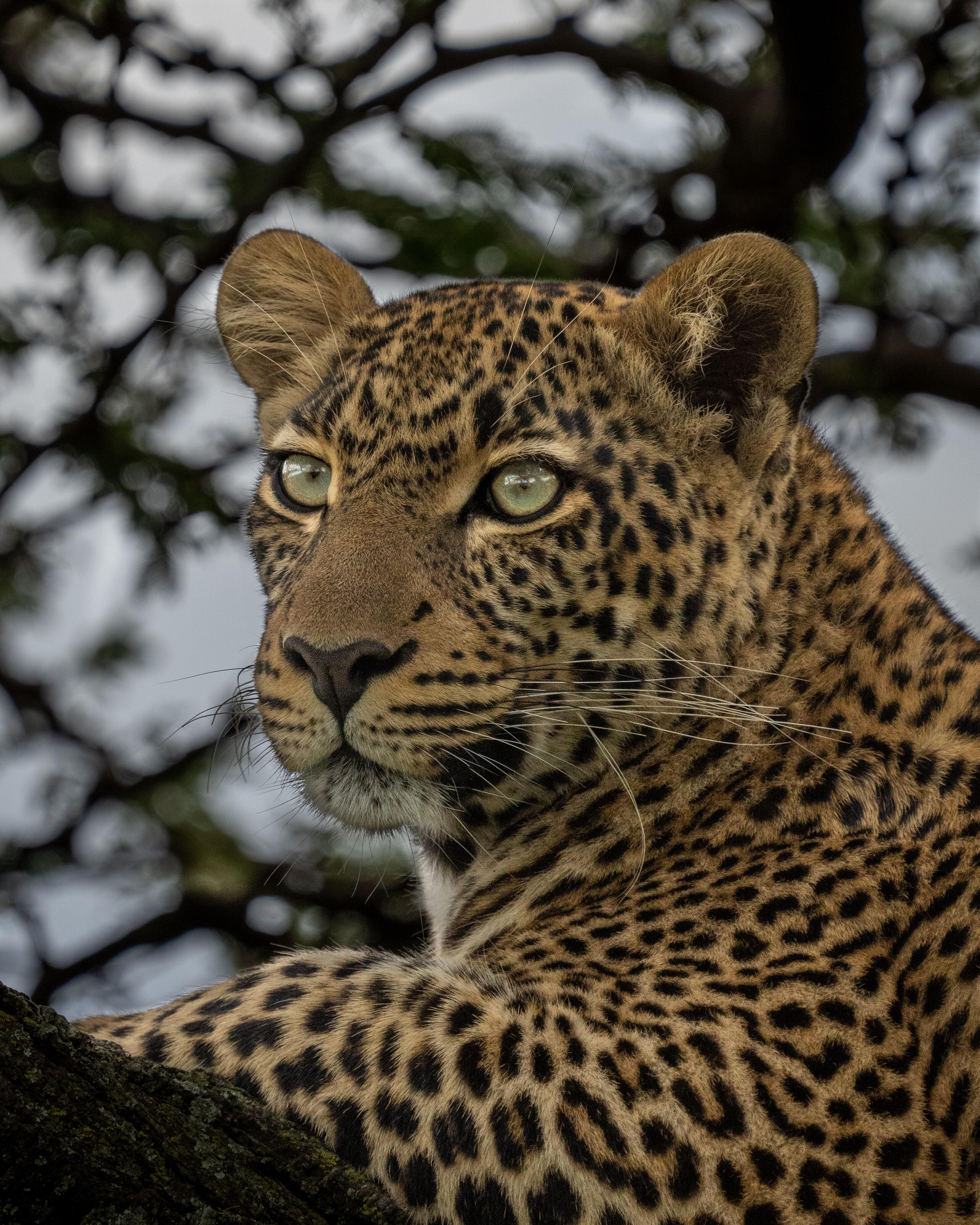 gorgeous cheetah