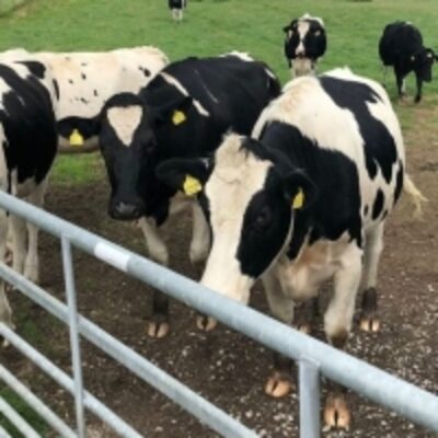 Pregnant Holstein Heifers Cows Exporters, Wholesaler & Manufacturer | Globaltradeplaza.com