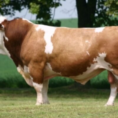 Premium Live Healthy Simmental Cattle Cow Exporters, Wholesaler & Manufacturer | Globaltradeplaza.com