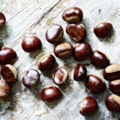 Chestnut For Sale Exporters, Wholesaler & Manufacturer | Globaltradeplaza.com