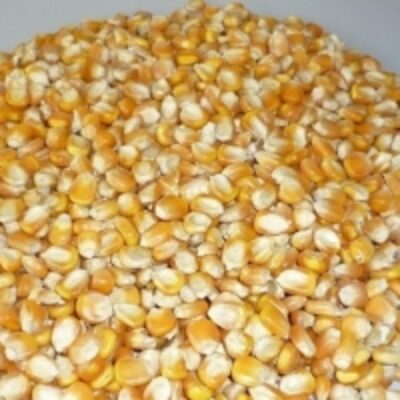 Quality Yellow Maize/corn Exporters, Wholesaler & Manufacturer | Globaltradeplaza.com