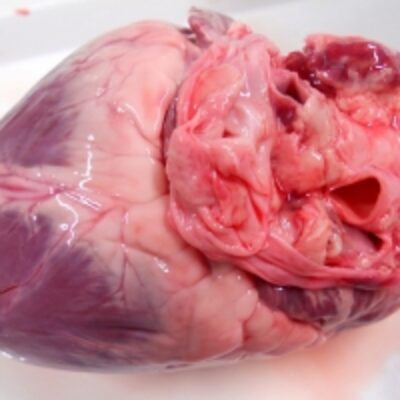 Buy Frozen Pork Heart Exporters, Wholesaler & Manufacturer | Globaltradeplaza.com