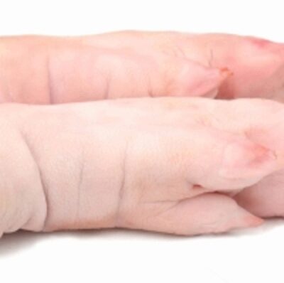 Frozen Pork Hind Feet Exporters, Wholesaler & Manufacturer | Globaltradeplaza.com