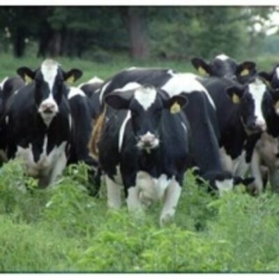 Live Healthy Friesian Holstein Heifers Cow Exporters, Wholesaler & Manufacturer | Globaltradeplaza.com