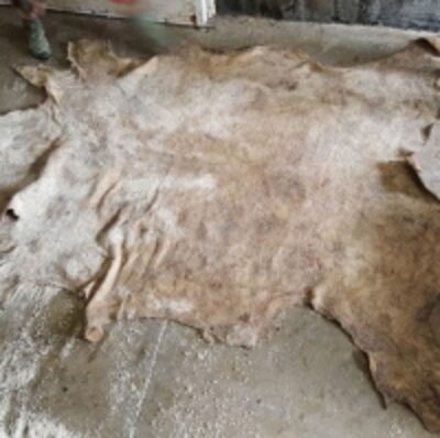 Wet Salted Donkey Hides Exporters, Wholesaler & Manufacturer | Globaltradeplaza.com