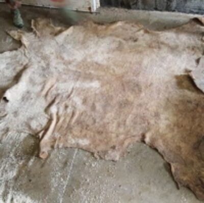 Wet Salted Cow Hides Exporters, Wholesaler & Manufacturer | Globaltradeplaza.com