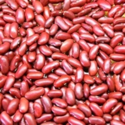 Dark Red Kidney Beans For Sale Exporters, Wholesaler & Manufacturer | Globaltradeplaza.com