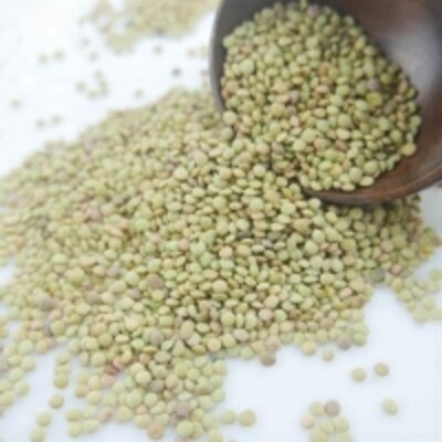 Organic Green Lentils Exporters, Wholesaler & Manufacturer | Globaltradeplaza.com