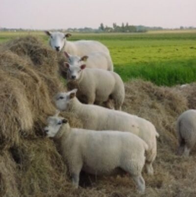 Live Awassi Sheeps Exporters, Wholesaler & Manufacturer | Globaltradeplaza.com