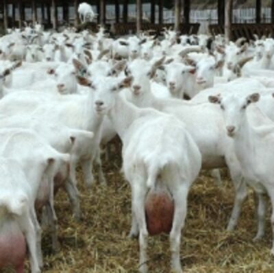 Alive Saanen Goats Exporters, Wholesaler & Manufacturer | Globaltradeplaza.com