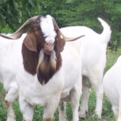 Full Blood Boer Goats Exporters, Wholesaler & Manufacturer | Globaltradeplaza.com