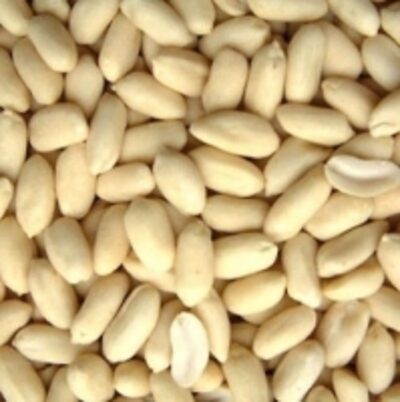 Raw Peanuts Kernels For Sale Exporters, Wholesaler & Manufacturer | Globaltradeplaza.com