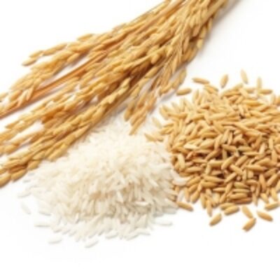 Wheat Grain For Sale Exporters, Wholesaler & Manufacturer | Globaltradeplaza.com