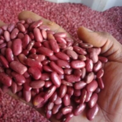 resources of Kidney Beans Per Mt exporters