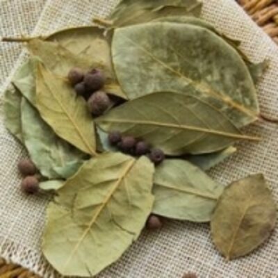 Dried Leaves Exporters, Wholesaler & Manufacturer | Globaltradeplaza.com