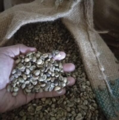 Green Coffee Bean Exporters, Wholesaler & Manufacturer | Globaltradeplaza.com