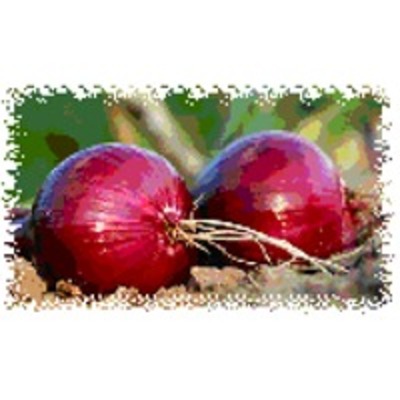 resources of Bellari Onion exporters