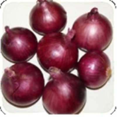 resources of Banglore Rose Onion exporters