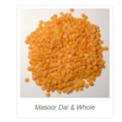 resources of Masoor Dal &amp; Whole exporters