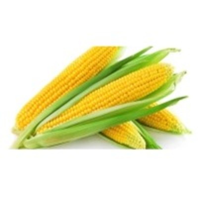resources of Maize Starch exporters