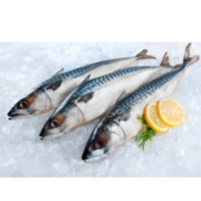 resources of Fresh Fish exporters