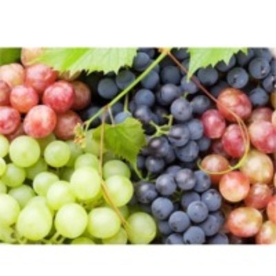resources of White &amp; Red Grape Puree &amp; Concentrate exporters