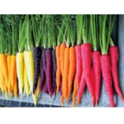 resources of Carrot Puree &amp; Concentrate exporters