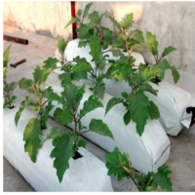 resources of Coco Peat Grow Bag exporters