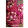 Red Onion Exporters, Wholesaler & Manufacturer | Globaltradeplaza.com