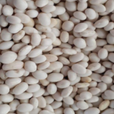 resources of White Kidney Bean exporters