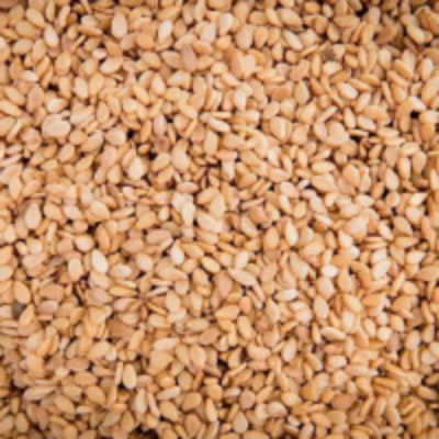 resources of Whitish Sesame Seed exporters