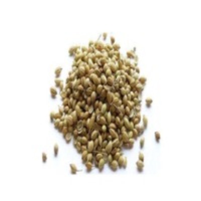 resources of Coriander Seed exporters