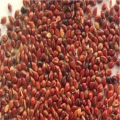 resources of Cherry Millet exporters