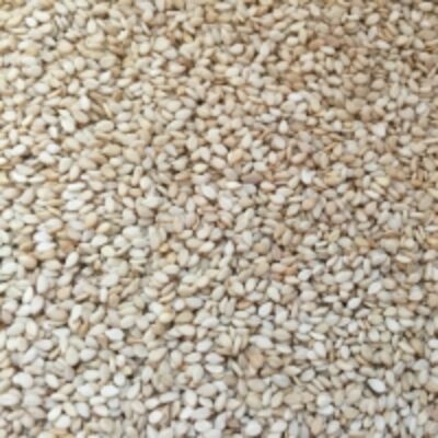 resources of Natural Sesame Seeds exporters
