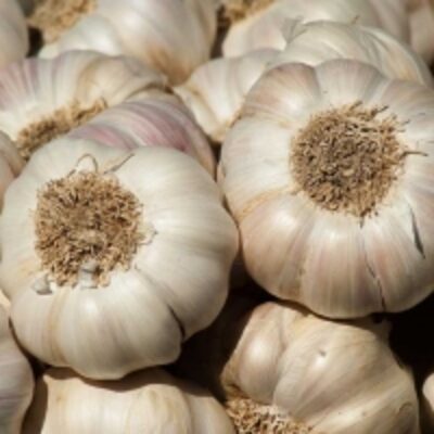 Ooty Garlic Exporters, Wholesaler & Manufacturer | Globaltradeplaza.com