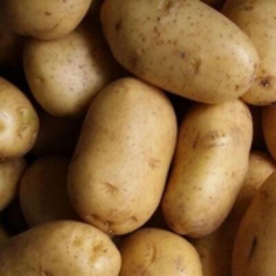 Ooty Potatoes Exporters, Wholesaler & Manufacturer | Globaltradeplaza.com