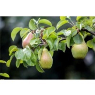 resources of Pears exporters