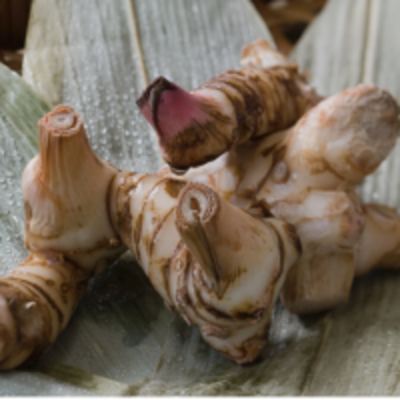 resources of Galangal Root exporters