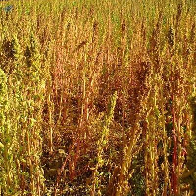 resources of Quinoa exporters