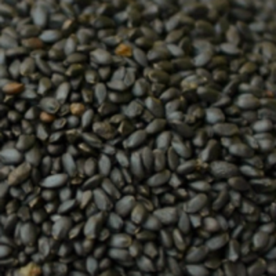 Basil Seeds Exporters, Wholesaler & Manufacturer | Globaltradeplaza.com