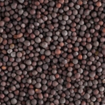 Black Mustard Seeds Exporters, Wholesaler & Manufacturer | Globaltradeplaza.com