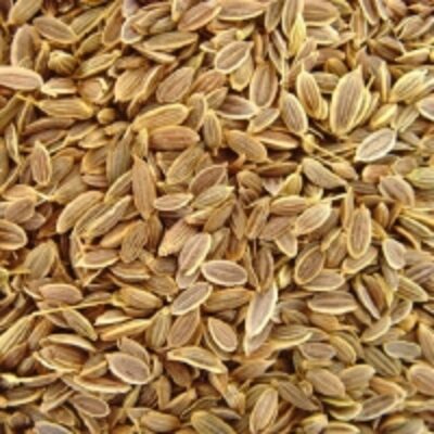 Dill Seeds Exporters, Wholesaler & Manufacturer | Globaltradeplaza.com