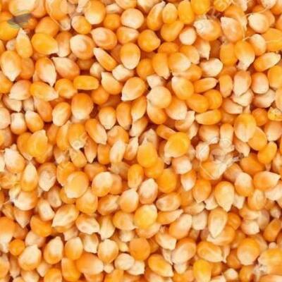 resources of Maize exporters