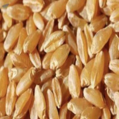 resources of Durum Wheat exporters