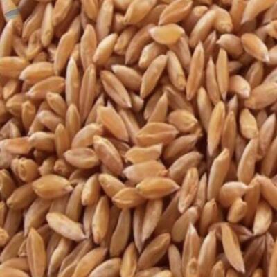 resources of Bhaliya Wheat exporters