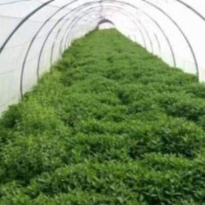 resources of Organic Mint exporters