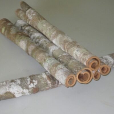 resources of Whole Cassia (Tube) exporters