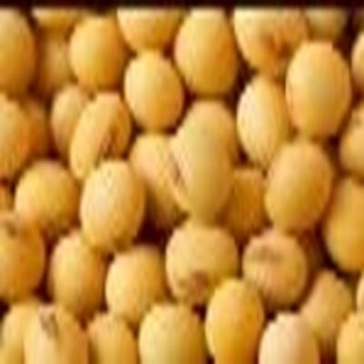 resources of Soyabean Seeds exporters