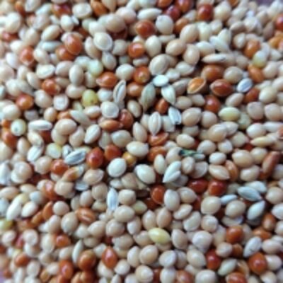 resources of Mixed Yellow Millet + Red Millet exporters