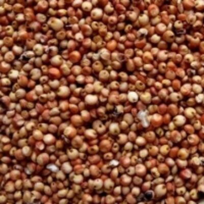 resources of Red Sorghum exporters